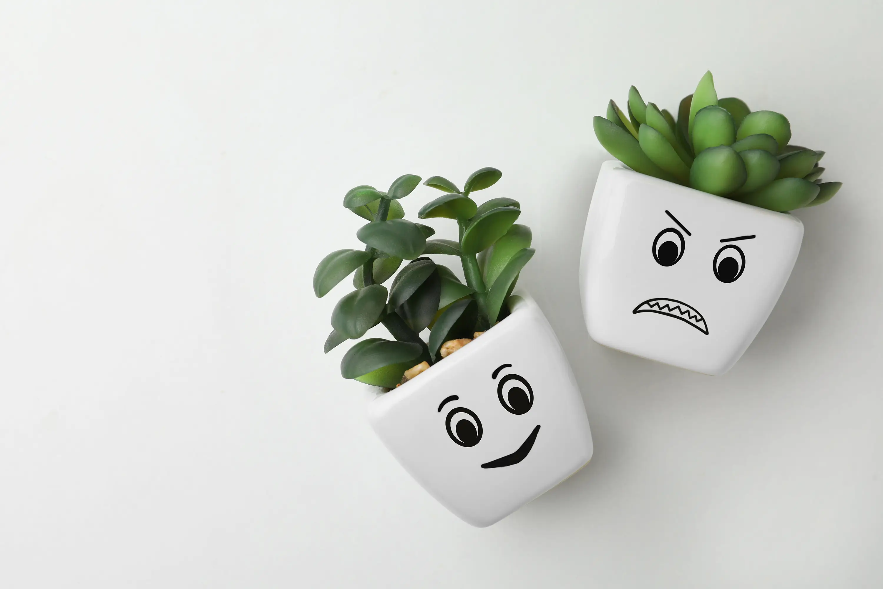 https://www.shutterstock.com/ja/image-photo/top-view-beautiful-potted-houseplants-angry-2188429999?trackingId=664fddb3-e3e1-404d-9ade-327b634b6c27&listId=searchResults